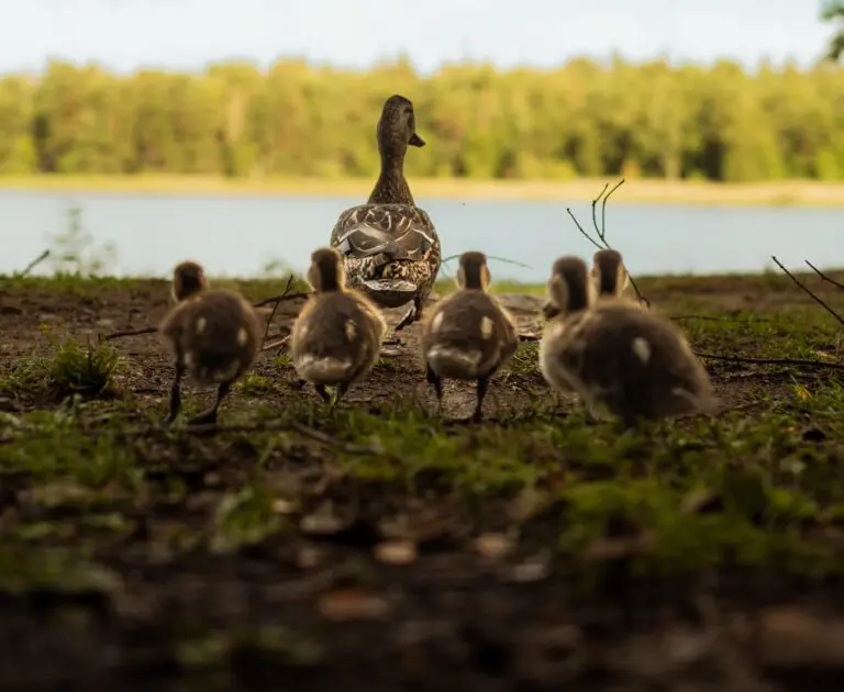 canards - vacances en Suède - voyager avec des enfants - excursion en canoë en Suède - voyages avec des enfants