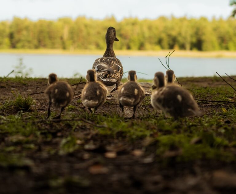 eendjes